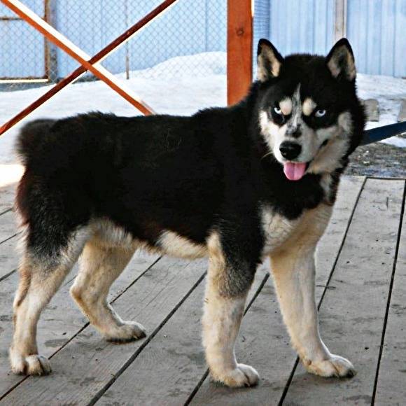 Челябинский хаски-центр объявил о раздаче собак