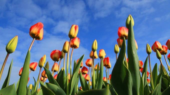 В парке Интернационалистов взошли 10 тысяч тюльпанов