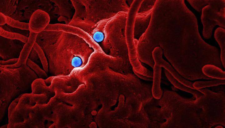 ВОЗ: доказательств искусственного происхождения коронавируса пока нет