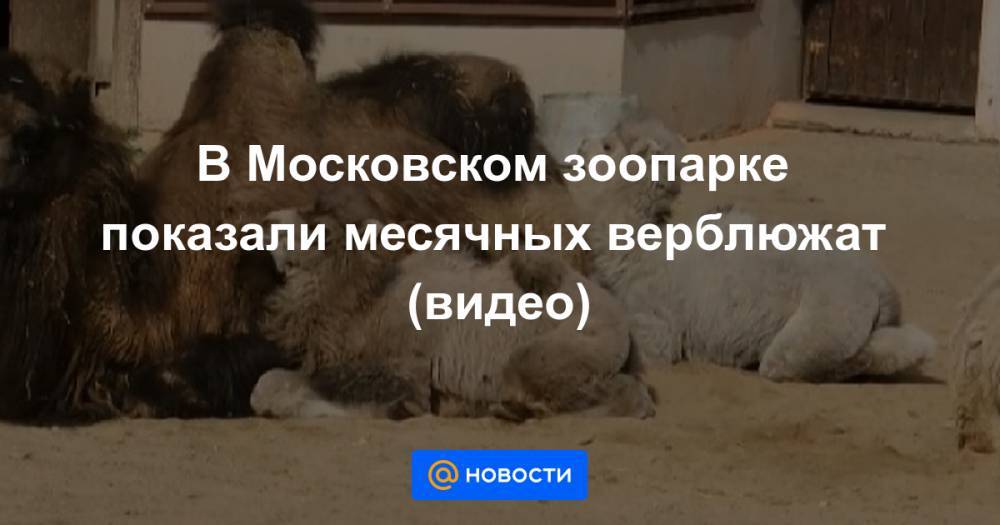 В Московском зоопарке показали месячных верблюжат (видео)