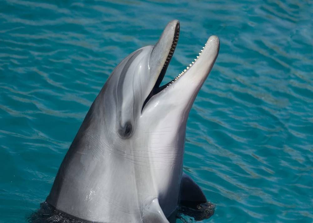 Умер всеми брошенный дельфин из фильма, получившего Оскар - Cursorinfo: главные новости Израиля