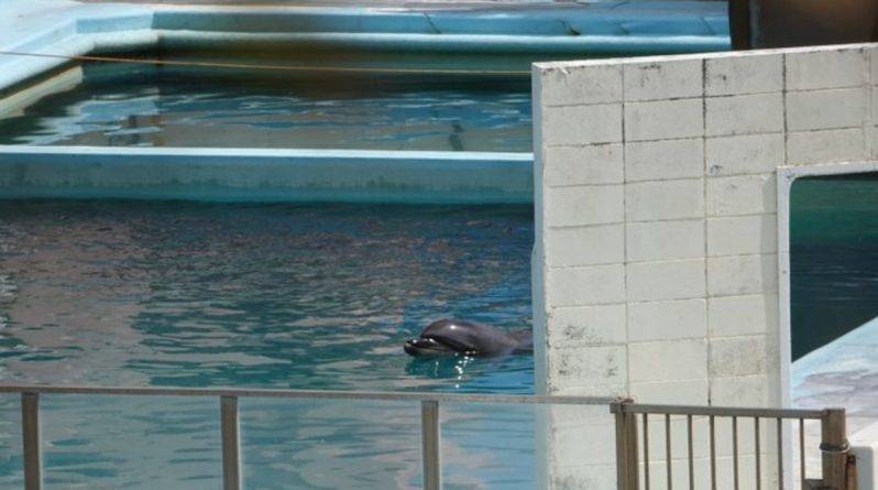 Самка дельфина умерла в полном одиночестве в крошечном бассейне после закрытия океанариума в Японии