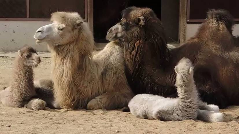 В Московском зоопарке рассказали о рождении детёнышей двугорбых верблюдов