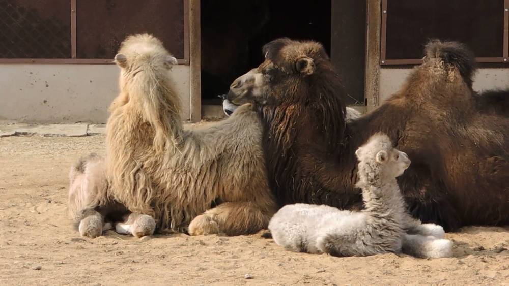 Первый месяц жизни в Московском зоопарке отметили двое верблюжат.