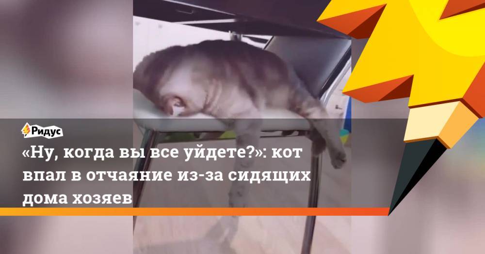 «Ну, когда вы все уйдете?»: кот впал в отчаяние из-за сидящих дома хозяев