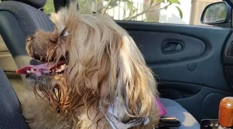 Мужчина нашел брошенную собаку, к шее которой была привязана «разбивающая сердце» записка