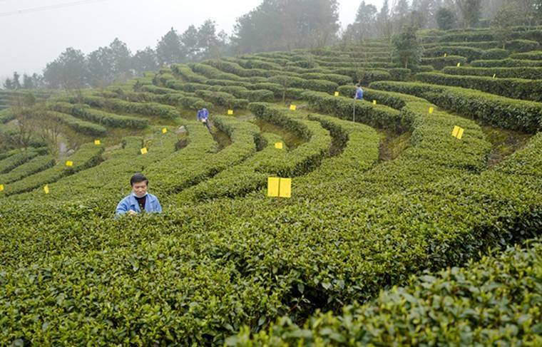 Производители чая заявили о грядущем повышении цен - news.ru - Россия - Индия - Шри Ланка