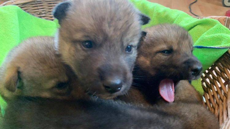 В крымском зоопарке приютили детенышей убитой под Белогорском волчицы