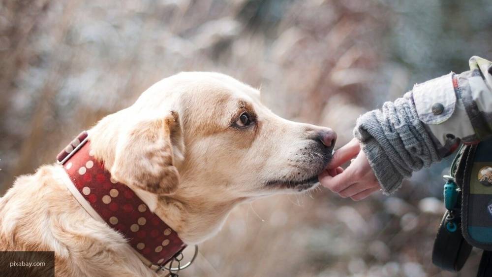 Кинолог Голубев предположил, что собака может распознать COVID-19 по запаху