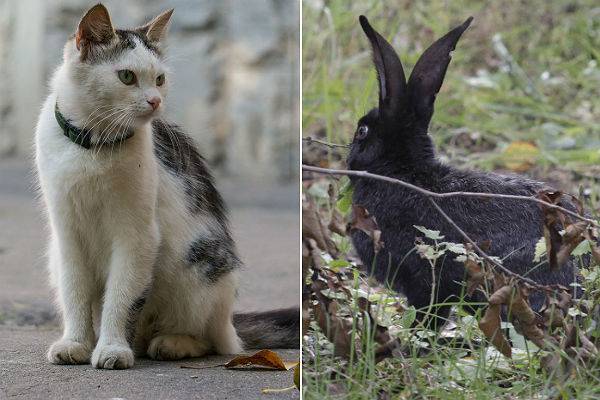 Котики и кролики оказались самыми беззащитными перед COVOD-19 животными