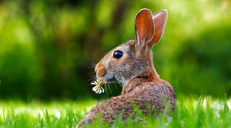 Новый штамм убивает кроликов на юго-западе США, и он не связан с коронавирусом - usa.one - США - шт. Аризона - state Arizona