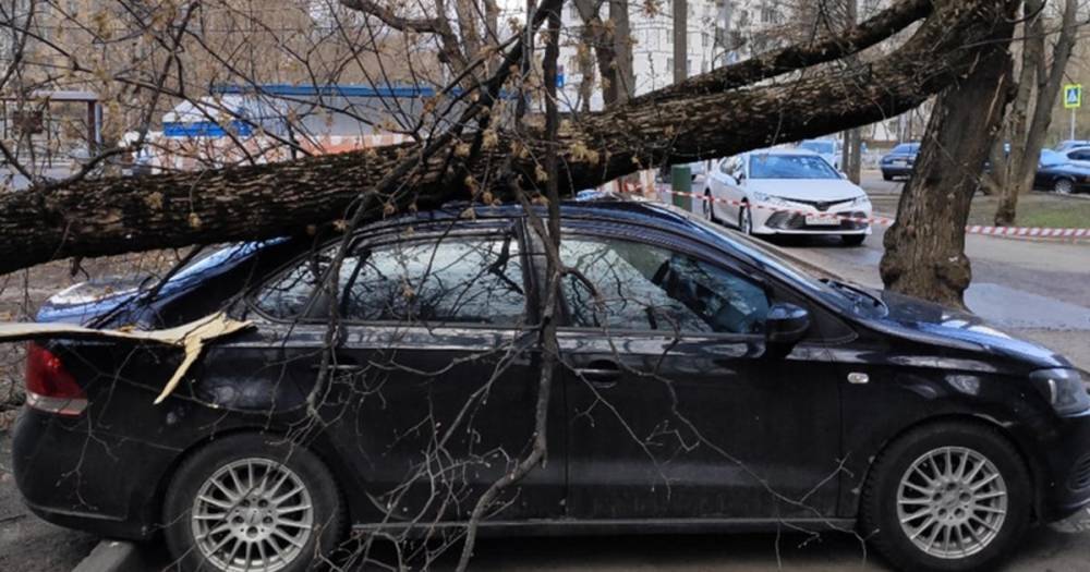 Штормовой ветер повалил три десятка деревьев в Москве