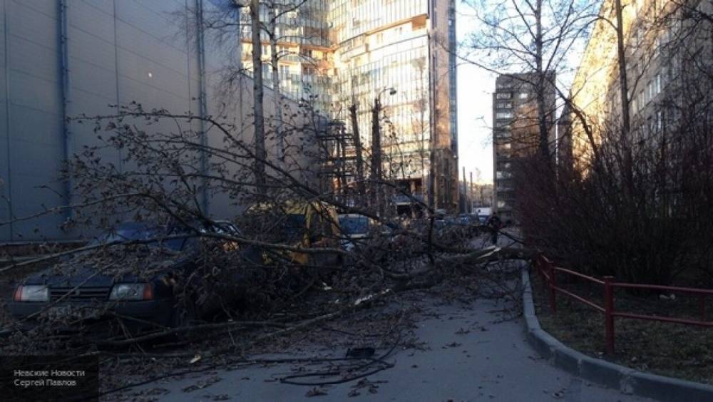 Штормовой ветер в Москве повалил более 30 деревьев