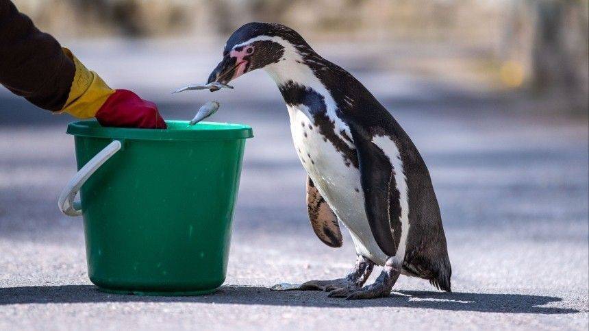 Африканские пингвины оккупировали улицы африканского города