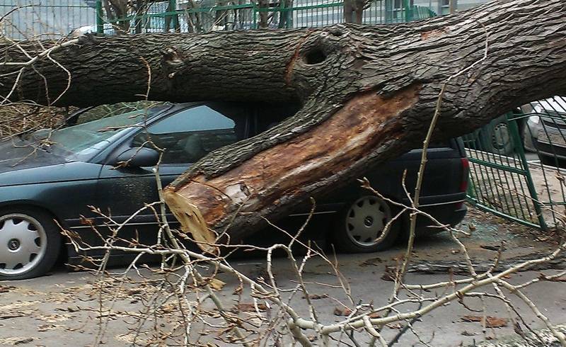Поваленные ветром деревья в Москве повредили более 20 автомобилей