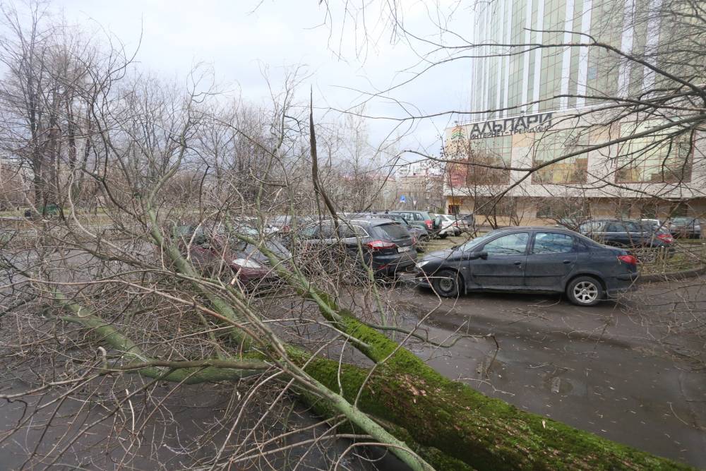 Упавшие из-за ветра деревья в Москве повредили 64 автомобиля