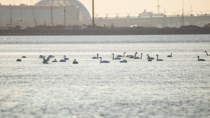 На побережье Финского залива прилетели десятки лебедей