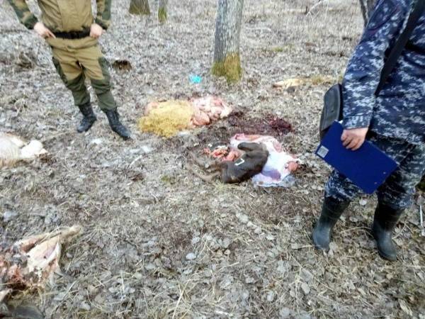Бывший депутат думы Тюмени, предположительно, поучаствовал в VIP-охоте на лосей, одно из животных было беременным