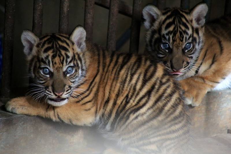 Крымский парк "Тайган" показал первую прогулку амурских тигрят