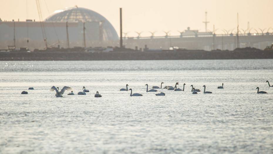 Краснокнижные лебеди-кликуны заполонили Финский залив в Петербурге