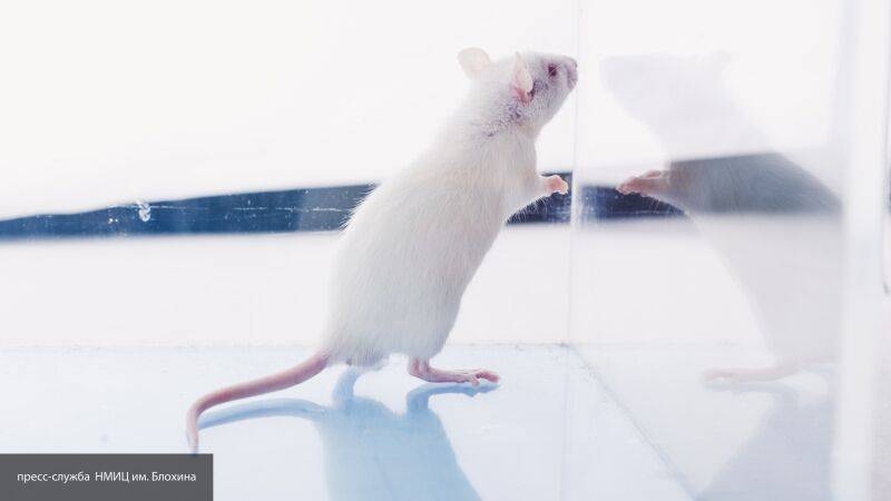 Жизнь на алтарь науки: как лабораторные мыши помогают победить коронавирус