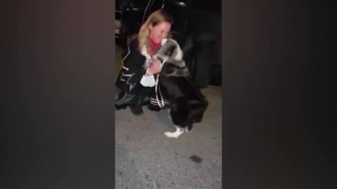 Трогательное воссоединение хозяйки с пропавшей собакой попало на видео