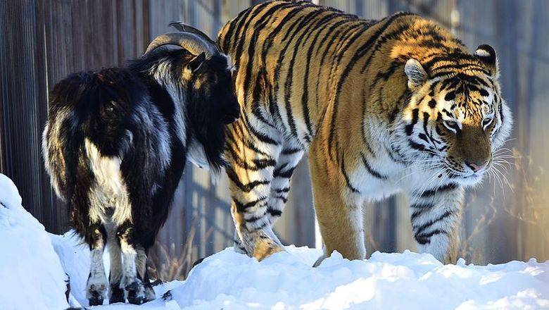 Знаменитый тигр Амур оказался под угрозой голода