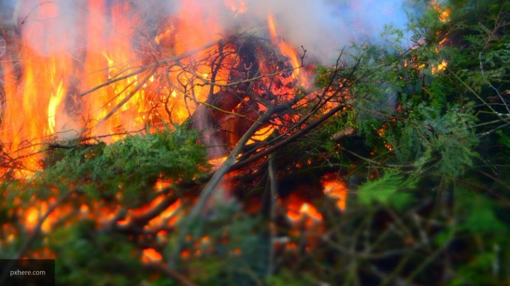Спасатели не могут вывести 12 жителей Алтая из горящего леса