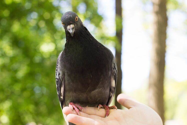 Биолог объяснил опасность кормления голубей в период пандемии