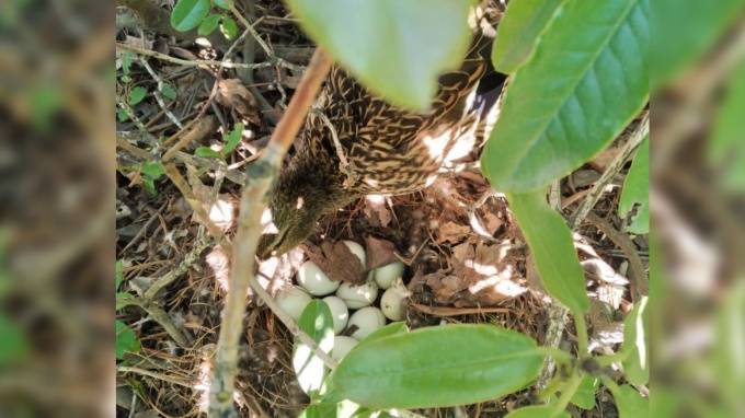 В петербургском Ботаническом саду обнаружили утиное гнездо