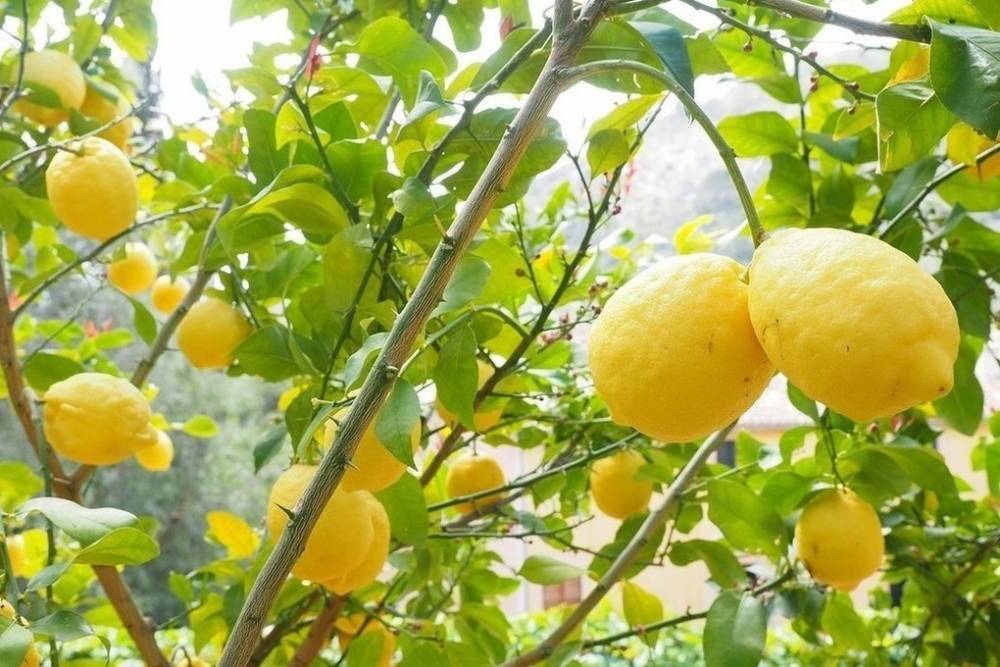 Власти Москвы объяснили сезонностью колебание цен на лимоны