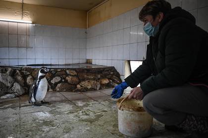 Российские врачи за свой счет накормили голодающих в зоопарке животных