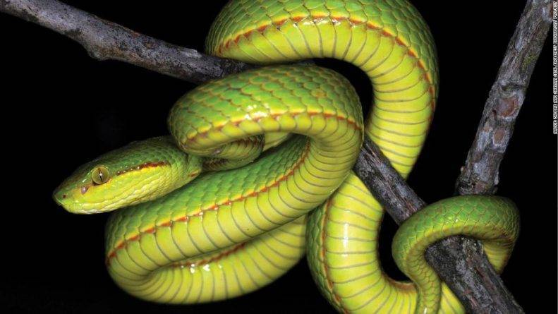 Ученые обнаружили новый вид змей и назвали и его в честь Салазара Слизерина