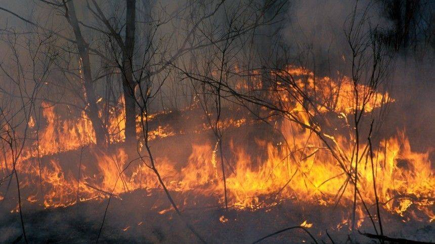 Масштабная борьба с лесными пожарами развернулась в Сибири
