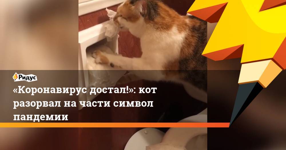 «Коронавирус достал!»: кот разорвал на части символ пандемии