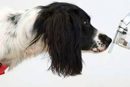 Описана польза собак при тестировании людей на коронавирус
