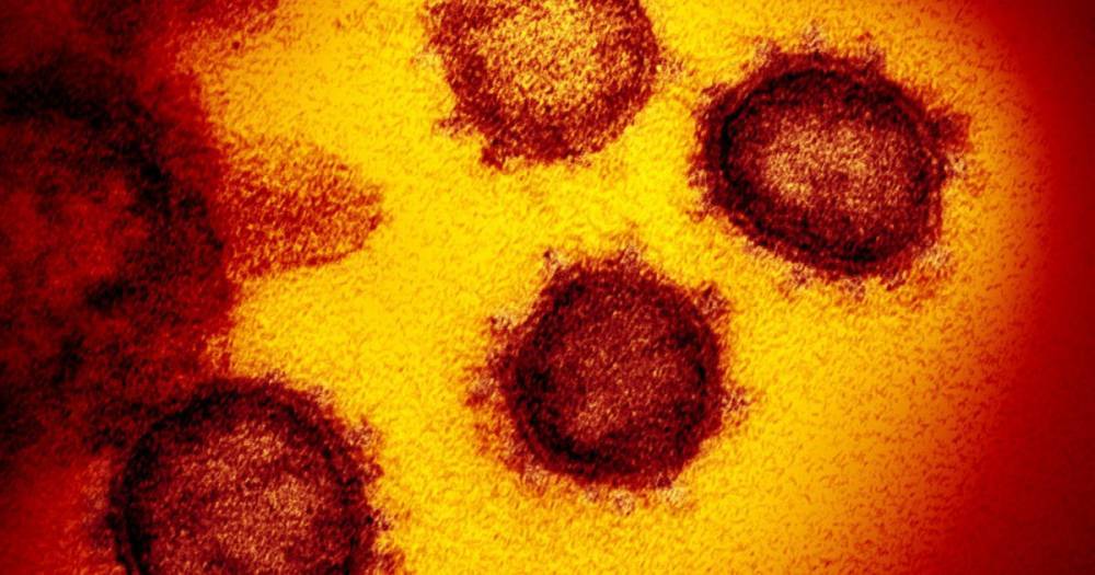 Ученые рассказали, как коронавирус попадает в организм человека