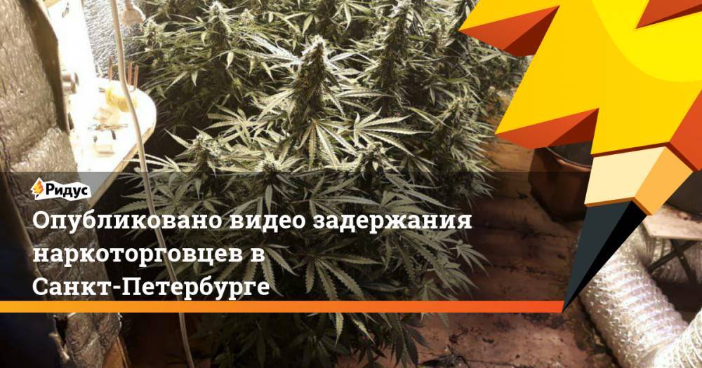 Опубликовано видео задержания наркоторговцев в Санкт-Петербурге