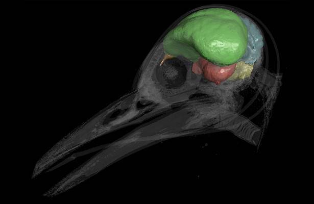 Ученые выяснили, как у птиц развивался мозг