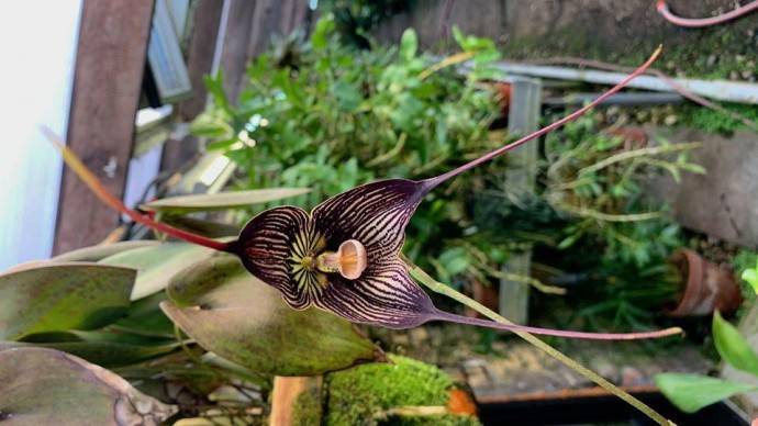 В Ботаническом саду МГУ расцвела редкая орхидея-вампир