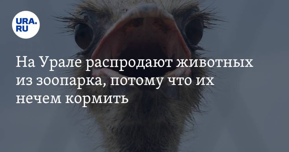 На Урале распродают животных из зоопарка, потому что их нечем кормить
