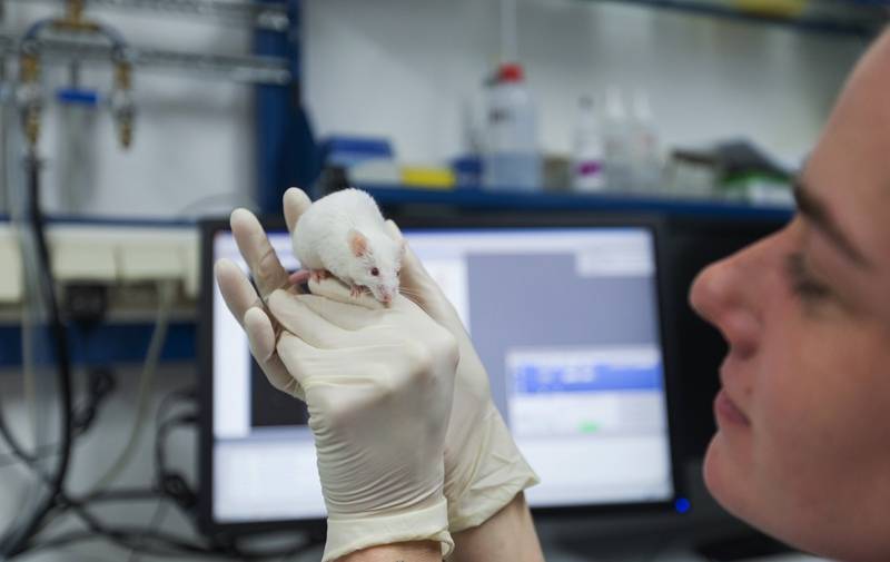 Россия испытает вакцину от COVID-19 на "гуманизированных" мышах из США