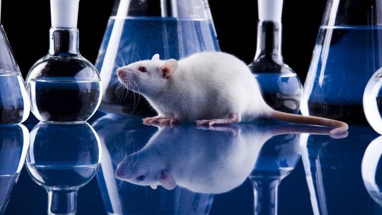 США отправит в Россию лабораторных мышей для испытания вакцины от COVID-19