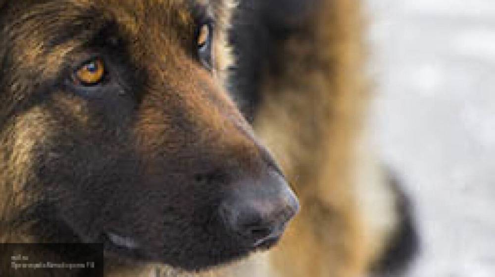 Бешеный пес по кличке Бой искусал внучку своей хозяйки в Тверской области
