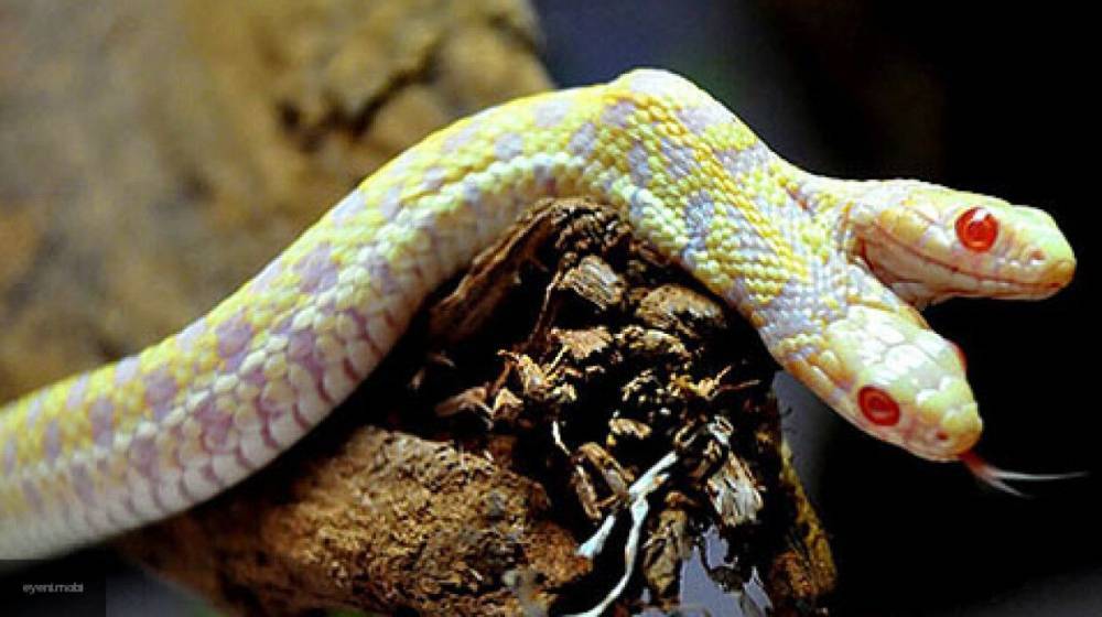 Кубанские спасатели обнаружили в подвале дома клубок из 12 змей