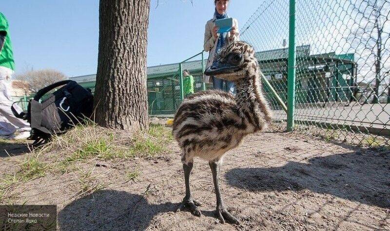 Челябинский сафари-парк "Страусзоопарк" распродает часть животных, чтобы купить корм