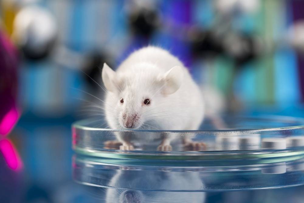 США передадут российским ученым мышей для испытания вакцины от коронавируса