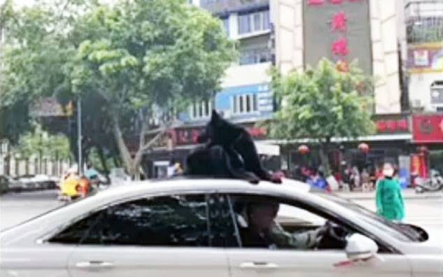 Ей так удобнее: китаец решил прокатить собаку на крыше автомобиля
