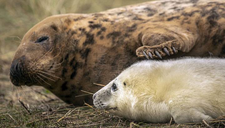 Впервые в истории науки в неволе родился серый тюлень
