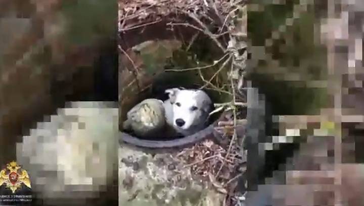 Сотрудник ОМОНа спас собаку, провалившуюся в коллектор. Видео